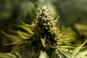 Выращивание Cannabis Sativa