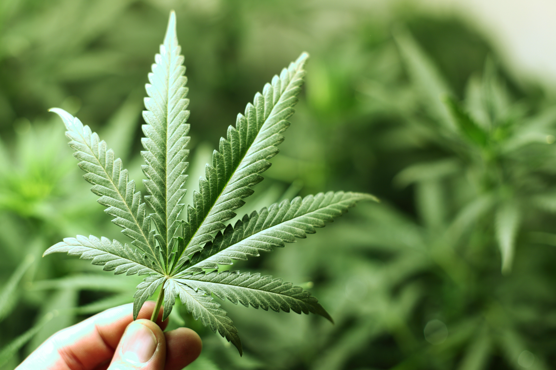 Выращивание Cannabis Sativa